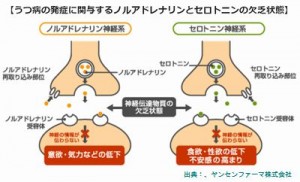 クルミはうつ病のセロトニン不足を補う良い食べ物です