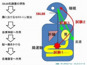 サッポロビールは乳酸菌がセロトニンを増やすことを発見