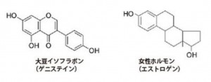 大豆にはイソフラボンが含まれ妊娠うつ病を予防する食べ物です