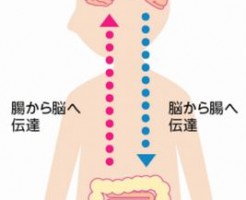 食物繊維が多い食事療法でうつ病を改善