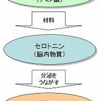 うつ病の改善にはトリプトファンの多い食生活の見直しも重要です